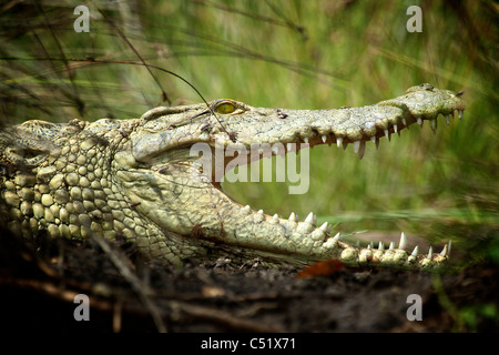 NILE CROCODILE ( Crocodylus niloticus ) Saadani National Park Tanzania Stock Photo