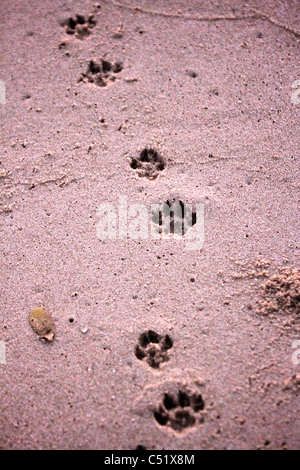 Hyena tracks footprints in sand at beach Saadani National Park Tanzania Africa Stock Photo