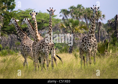 Giraffe Giraffa camelopardalis Saadani Tanzania Africa Stock Photo
