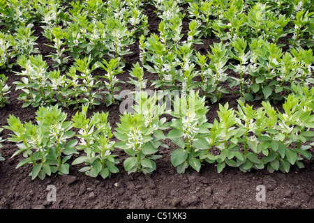 Agriculture background: cultivated field or garden of fava or broad bean (Vicia faba) with rows of the white bloom plant. Stock Photo