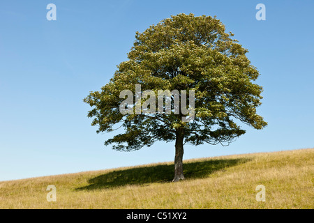 Single sycamore tree on grassy hillside near Whitwell, Isle of Wight. JMH5146 Stock Photo