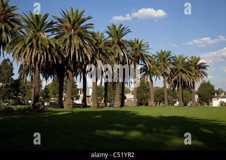 Palm Trees in Edwards Park in Port Melbourne. Stock Photo