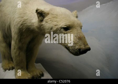 A stuffed / mounted polar bear seen in the Natural history museum of Leipzig, Germany. Stock Photo