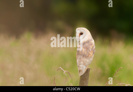 Wild Barn Owl perched on wooden fence post, Norfolk Stock Photo