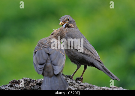 Common Blackbird (Turdus merula) female feeding juvenile, Belgium Stock Photo