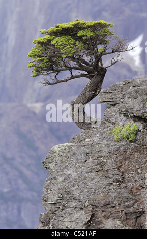 Southern beech (Nothofagus) in the Torres del Paine National Park, bonsai, Patagonia, Chile, South America Stock Photo