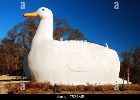 The Big Duck, a roadside attraction in Flanders, Long Island, NY Stock Photo