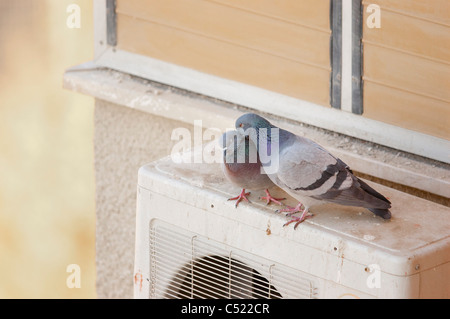 City Pigeon couple (Columba livia) perched on an air-conditioner Stock Photo