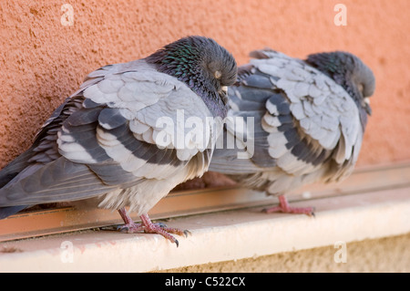 Two City Pigeons (Columba livia) roosting on a ledge Stock Photo