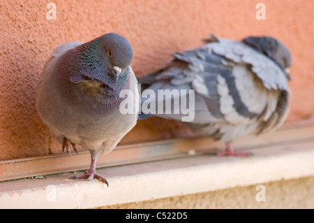 Two City Pigeons (Columba livia) roosting on a ledge Stock Photo
