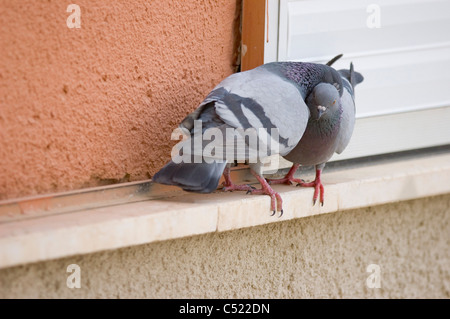 City Pigeon couple (Columba livia) Stock Photo