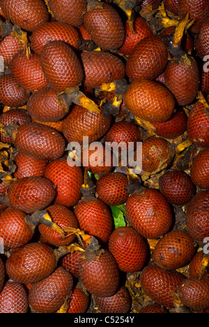 Aguaje palm fruit (Mauritia flexuosa) in the Amazon rainforest in Loreto Peru Stock Photo