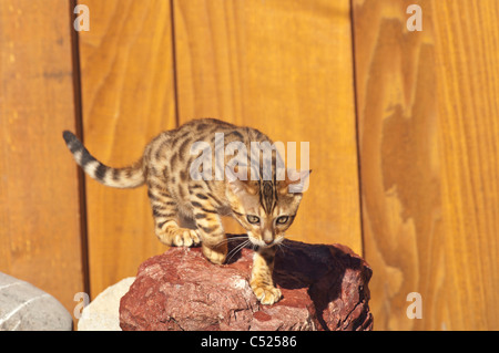 Stock photo of a bengal kitten walking on rocks in a garden.  This kitten is owned by the photographers. Stock Photo