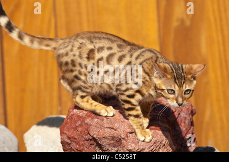 Stock photo of a bengal kitten walking on rocks in a garden.  This kitten is owned by the photographers. Stock Photo