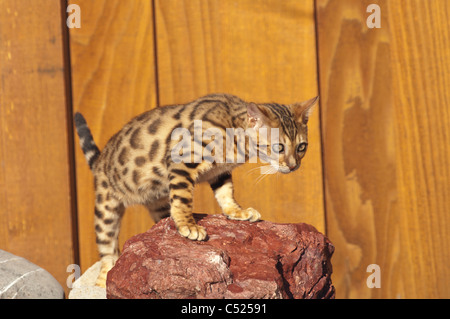Stock photo of a bengal kitten walking on rocks in a garden.  This kitten is owned by the photographers. Stock Photo