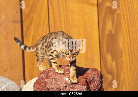 Stock photo of a bengal kitten walking on rocks in a garden.  This kitten is owned by the photographers. Stock Photo