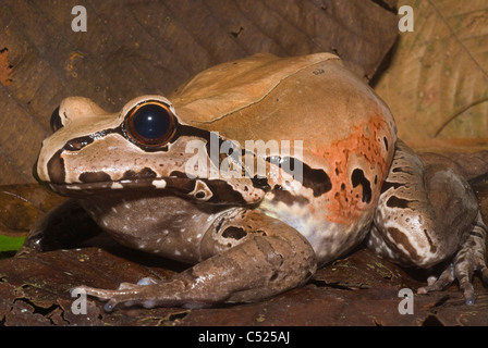 Smoky jungle frog (Leptodactylus pentadactylus) in Amazon rain forest in Loreto Peru Stock Photo