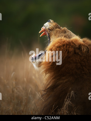 Lion displays dangerous teeth when yawning - Kruger National Park - South Africa