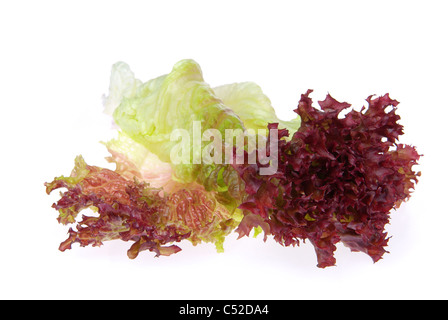 Lollo Rosso 13 Stock Photo