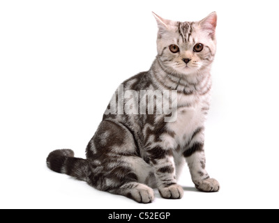 Scottish fold kitten sitting isolated on white background Stock Photo