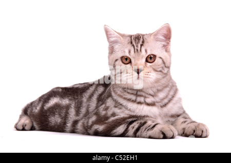 Scottish fold kitten lying isolated on white background Stock Photo