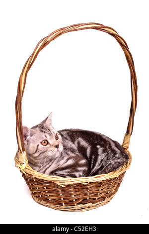 Scottish fold kitten lying in a basket isolated on white background Stock Photo