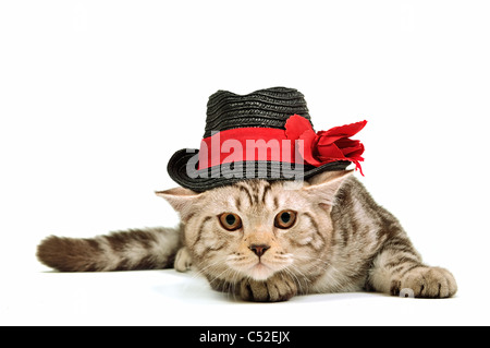 Scottish fold kitten wearing black hat isolated on white background Stock Photo