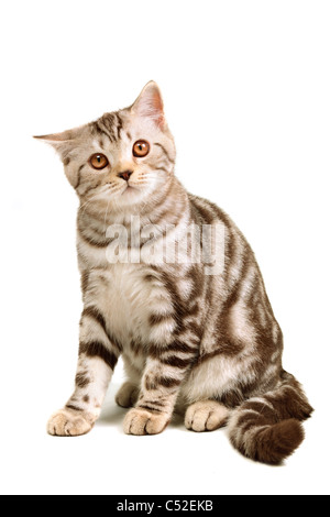 Scottish fold kitten sitting isolated on white background Stock Photo