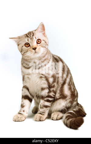 Scottish fold kitten sitting against white background Stock Photo
