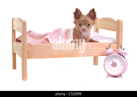 Just awaken 3 months old chihuahua puppy lying in a bed with alarm-clock standing near it isolated on white background Stock Photo