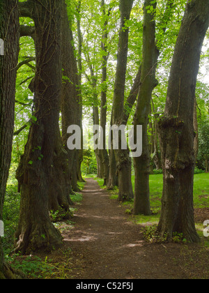 The Monk's Walk an avenue of lime trees at Guisborough Priory where the gardens are being restored 2011 Stock Photo