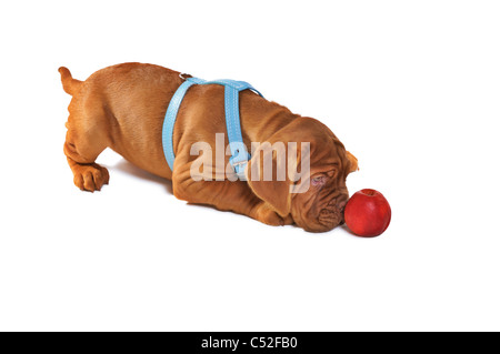 Cute puppy with sweet apple isolated Stock Photo
