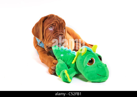 Cute puppy with big toy isolated Stock Photo