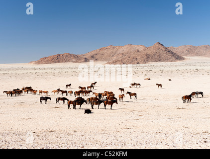 Wild horses of the Namib Desert on the Garub Plains near Lüderitz, Namibia Stock Photo