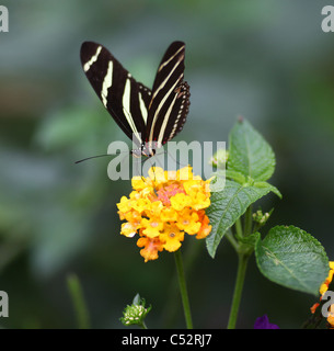 The Zebra Longwing or Zebra Heliconian, (Heliconius charithonia) is a species of butterfly found in Costa Rica, Central America Stock Photo