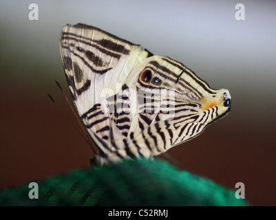 The Dirce Beauty, also known as the Mosaic or Zebra Mosaic, (Colobura dirce) is a butterfly of the Nymphalidae family. Stock Photo