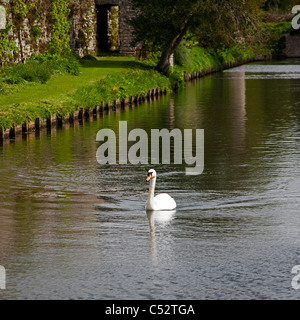 A lone mute swan Cygnus olor on the Bishops Palace moat Wells Somerset UK Stock Photo