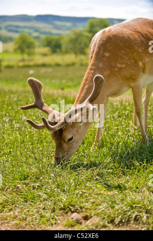 Young male Fallow deer with velvet antlers grazing in a UK field on a hot sunny day. Stock Photo