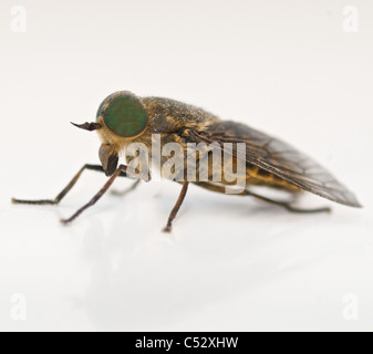 This is a Cleg-fly (Haematopota pluvialis) about 10mm long and dull grey .  It flies silently and is often called a 'horse fly'. Stock Photo