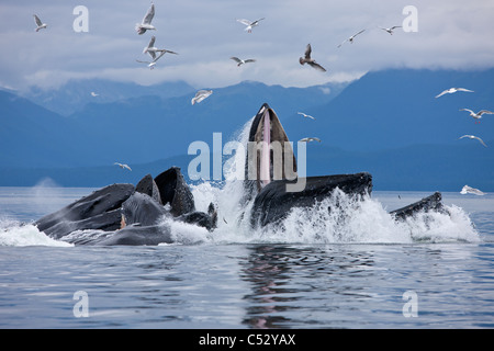 Humpback whales bubble net feeding for herring in Chatham Strait, Inside Passage, Alaska Stock Photo