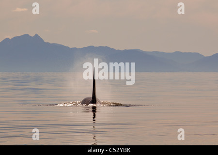 Tall dorsal fin of a large adult male Orca whale surfacing in Chatham Strait at sunset, Inside Passage, Alaska