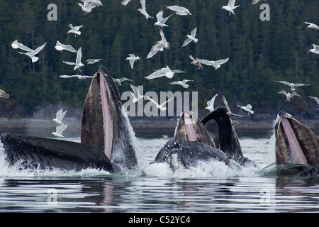 Humpback whales bubble net feeding for herring in Chatham Strait, Inside Passage, Alaska Stock Photo