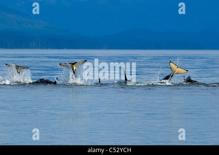 Orca whales playfully slap their tails at the surface in Chatham Strait, Inside Passage, Southeast Alaska, Summer Stock Photo