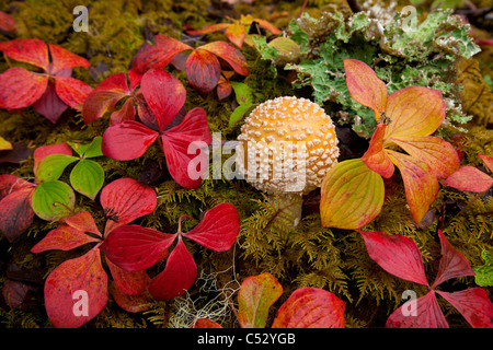 Close up of Dwarf Dogwood and a mushroom on the understory of the Tongass National Forest, Southeast Alaska, Autumn Stock Photo