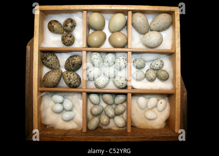 A Victorian Wild Bird Egg Collection Stock Photo