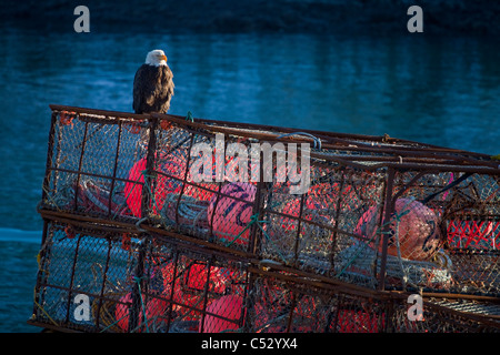 Bald eagle perched on a crab pot near the Channel Transient Float in downtown Kodiak, Southwest Alaska, Winter Stock Photo