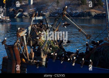 Bald eagles gather en masse to pick bits of fish from a commercial fishing net aboard a dragger, Alaska Stock Photo