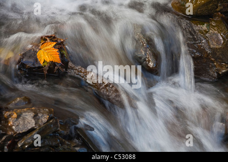 Yellow Salmonberry leaf clinging to rocks in small stream with water cascading down from Pillar Mountain, Kodiak Island, Alaska Stock Photo