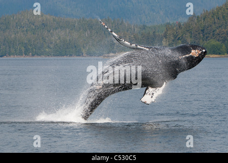 Humpback Whale breaching in Frederick Sound, Inside Passage, Southeast Alaska, Summer Stock Photo