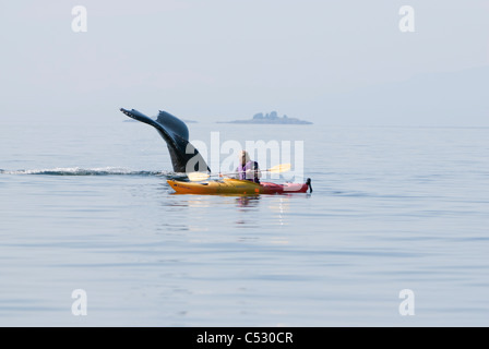 Humpback whale surfaces near a woman sea kayaking in Frederick Sound, Inside Passage, Southeast Alaska, Summer Stock Photo